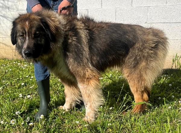 PRUGNA CAGNOLONA STUPENDA Foto 4